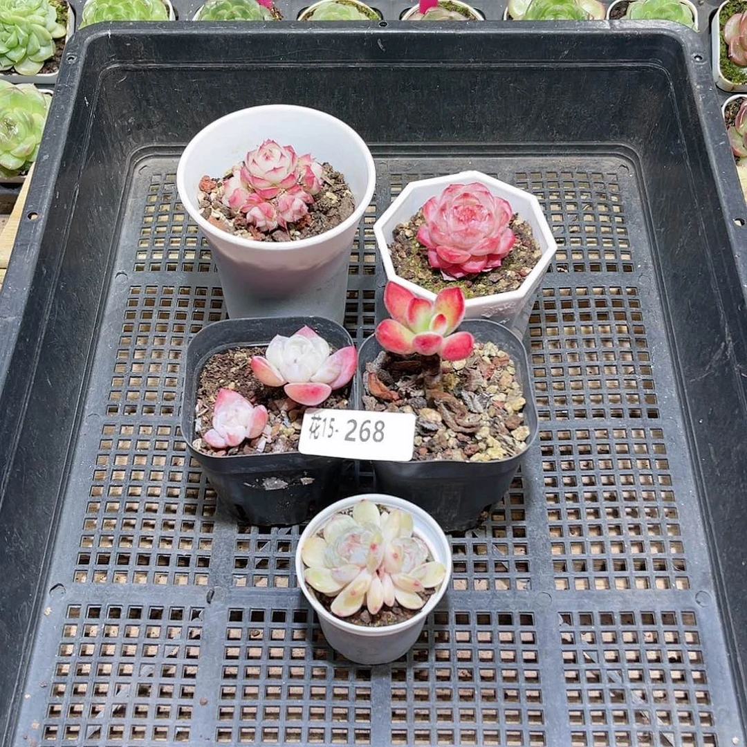 花利美15-268框拍5颗