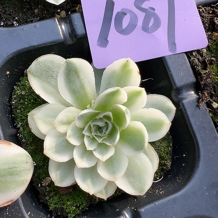 山地玫瑰锦秋夕1087号