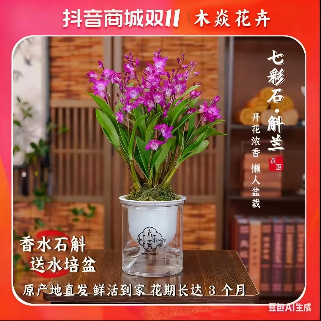 新品澳洲香水石斛兰水培浓香室内绿植开花盆栽