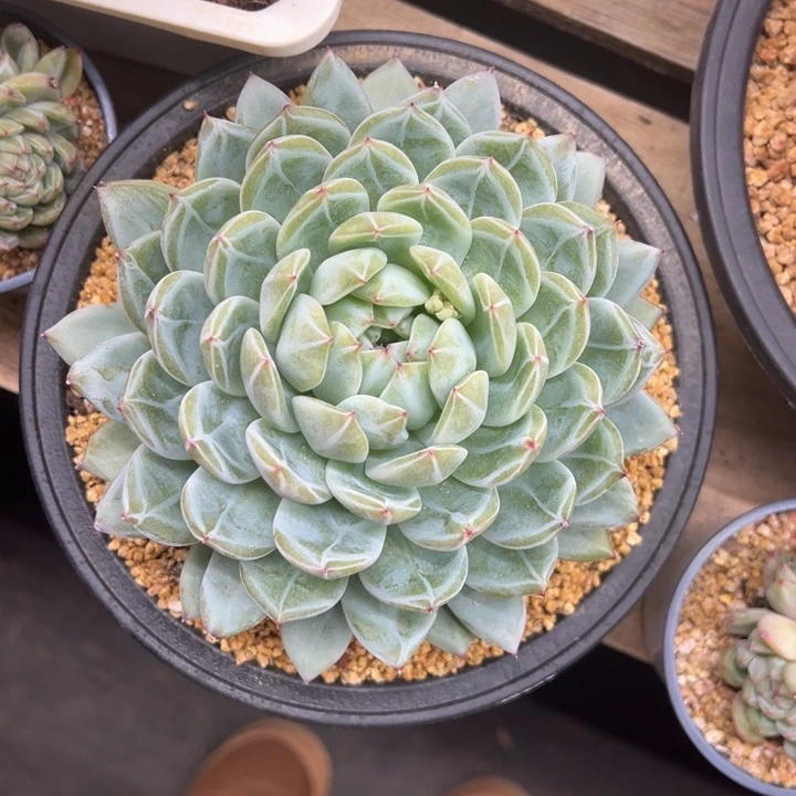 雪花珍妮 15公分以上