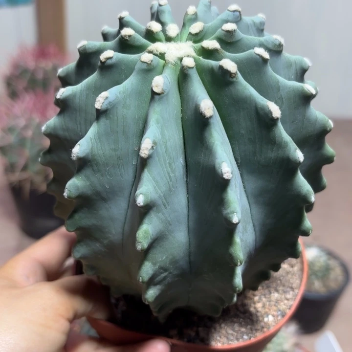 8056实生无刺王冠龙