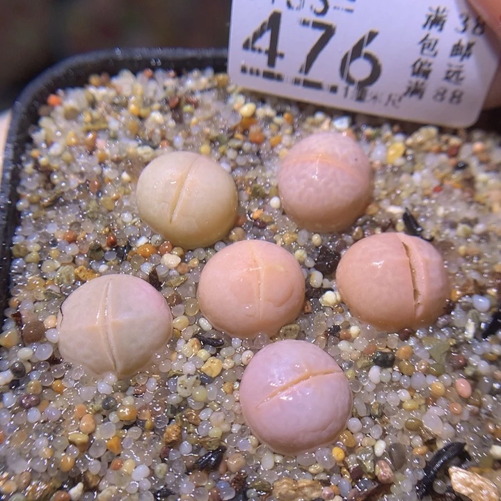 精品生石花33.476