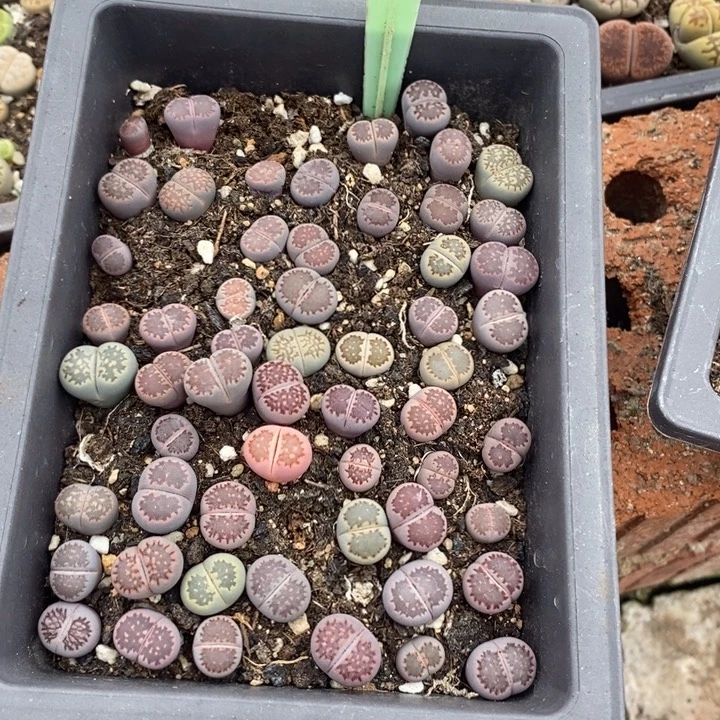 稻***米生石花的季节是春天821
