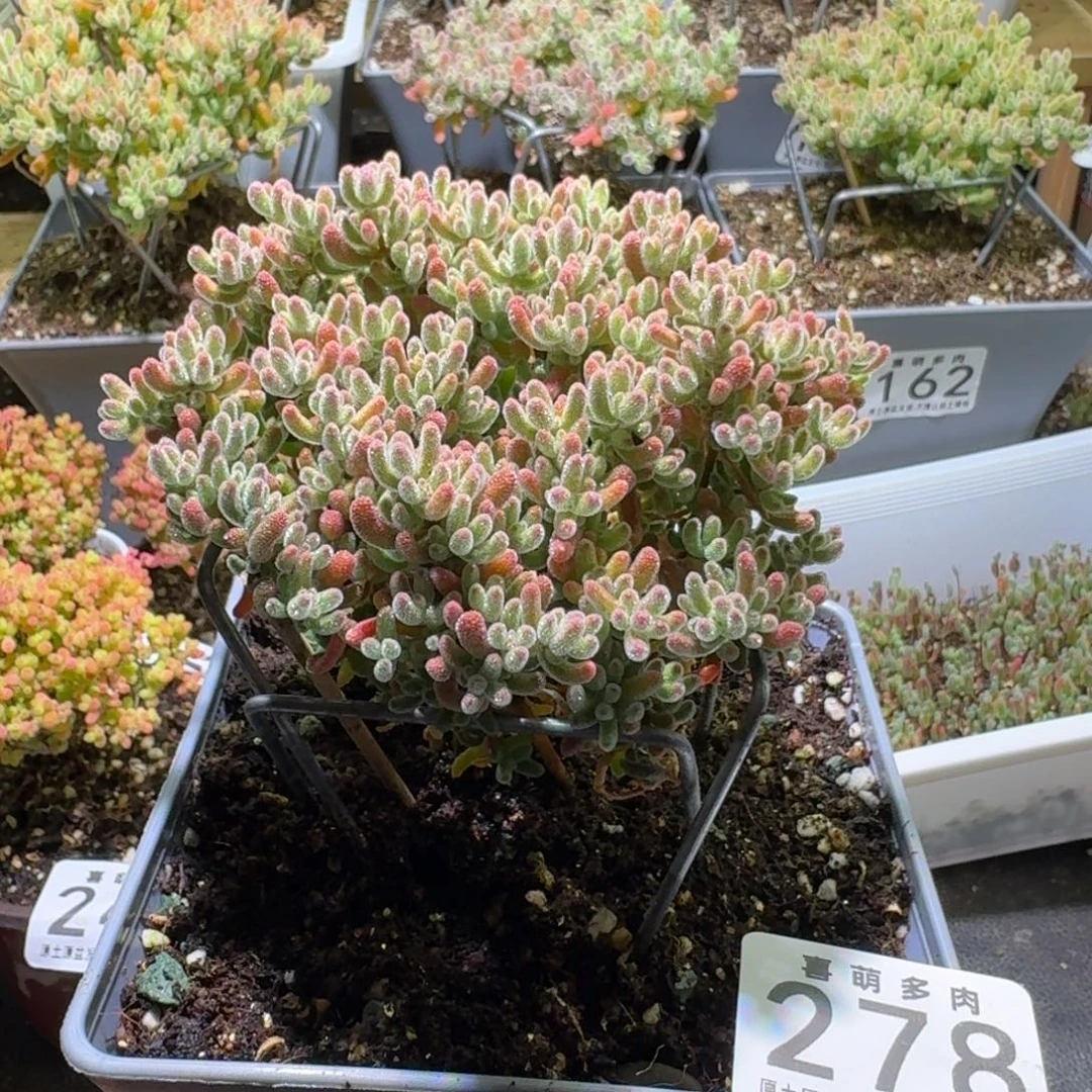 枝干番杏红橘子冰晶278