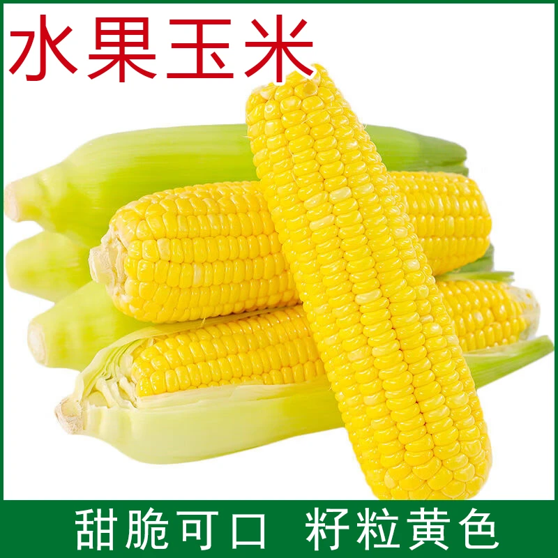 水果玉米鲜食甜玉米甜脆可口水果玉米黄色春季秋季全国种植