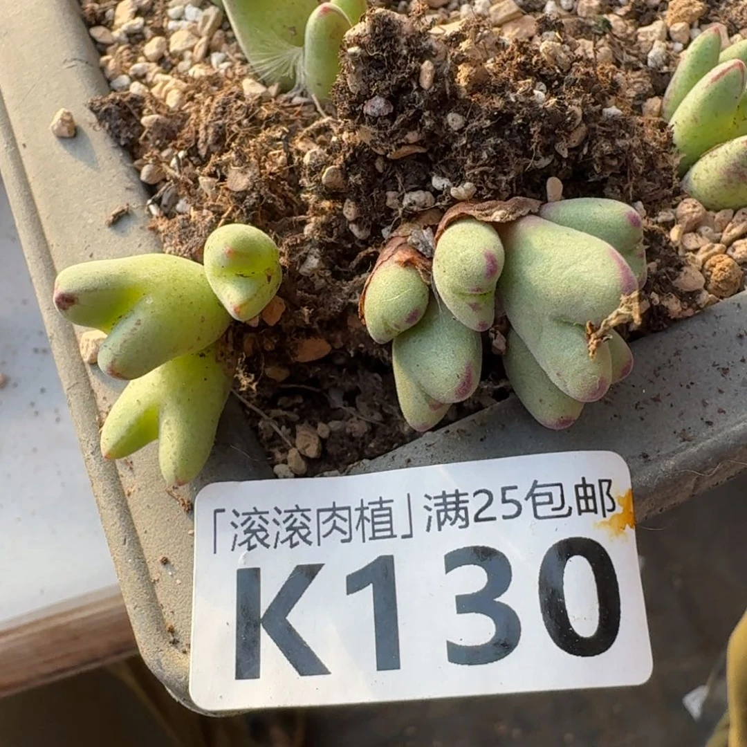 浅****?K130猪蹄和赤耳小迪多肉