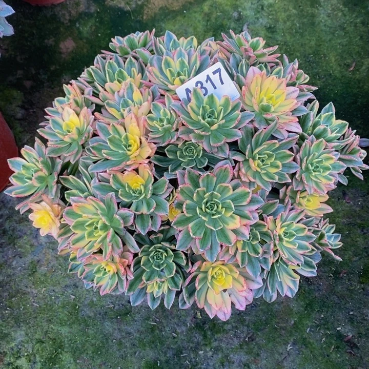 甜茶多肉植物317