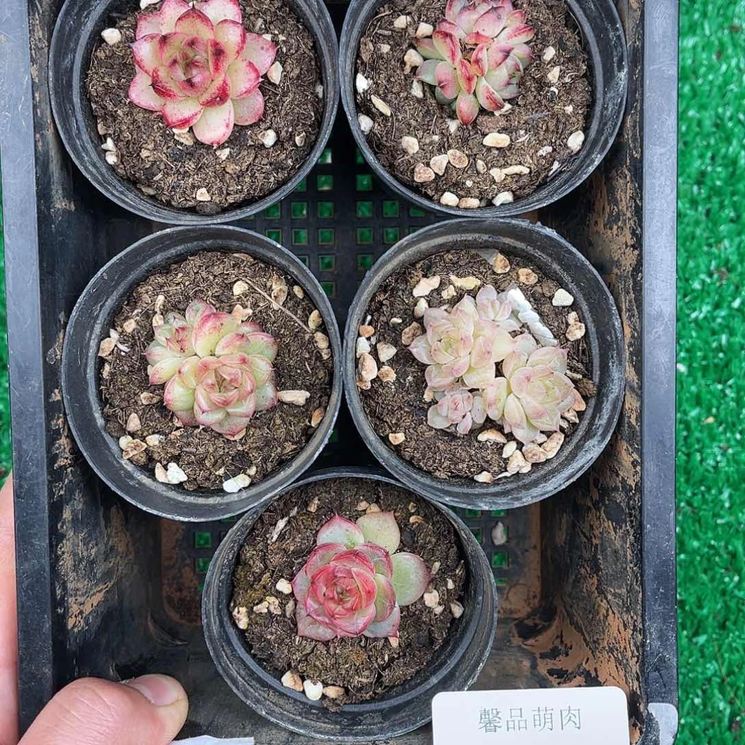 多肉一物一拍10-157