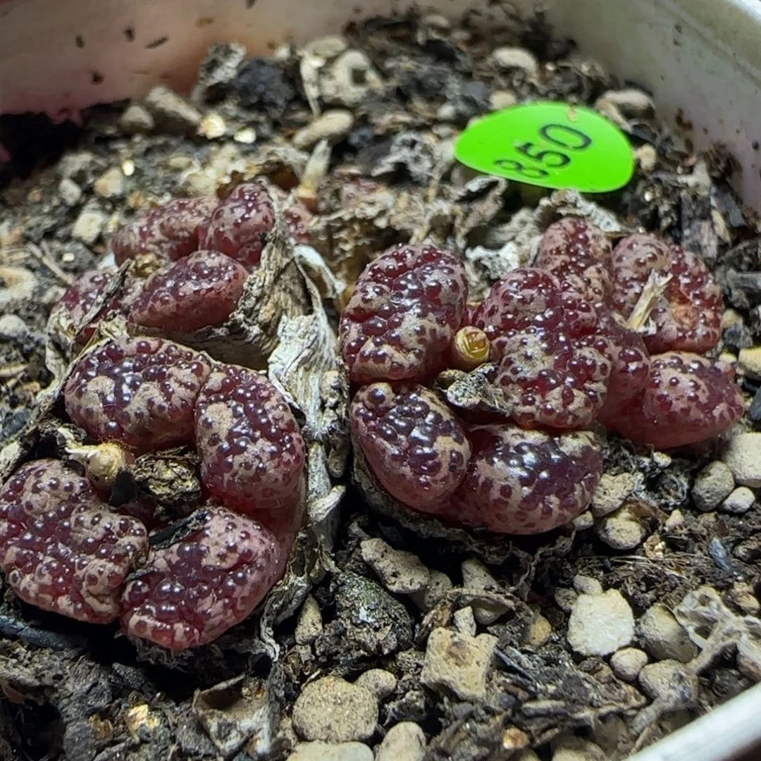 泡泡漂亮多肉植物850