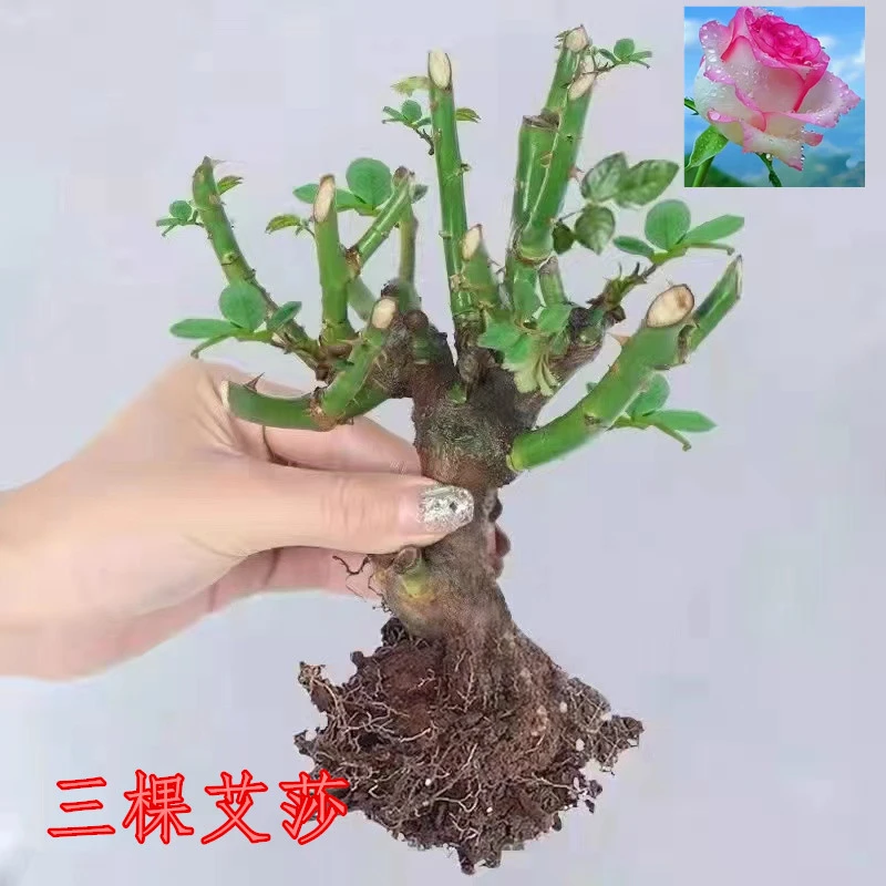 四季开花玫瑰老桩耐寒浓香型月季花老桩苗盆栽地栽阳台庭院好养活