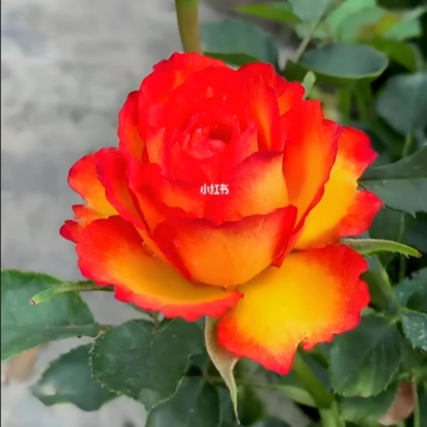 【火焰】精品玫瑰花苗月季盆栽绿植四季开花丰花卉月季花苗
