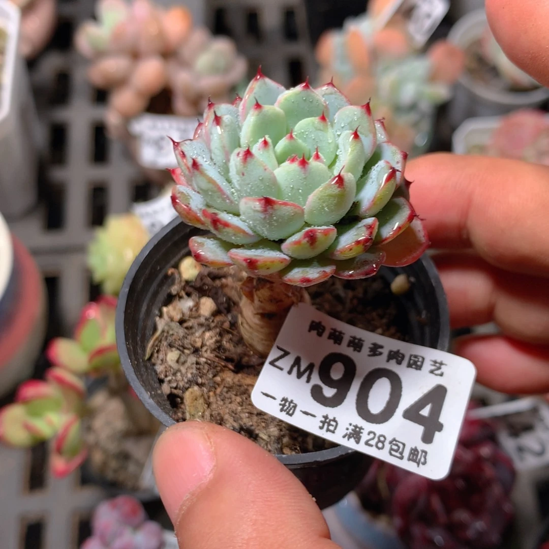 5CM拇指盆精控多肉ZM904