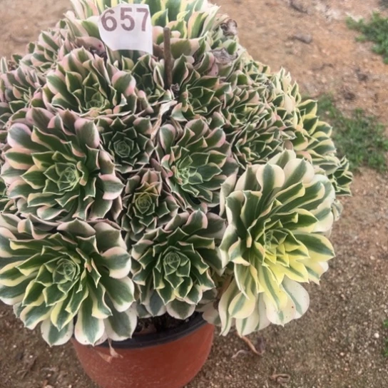 657白凤多肉植物，台