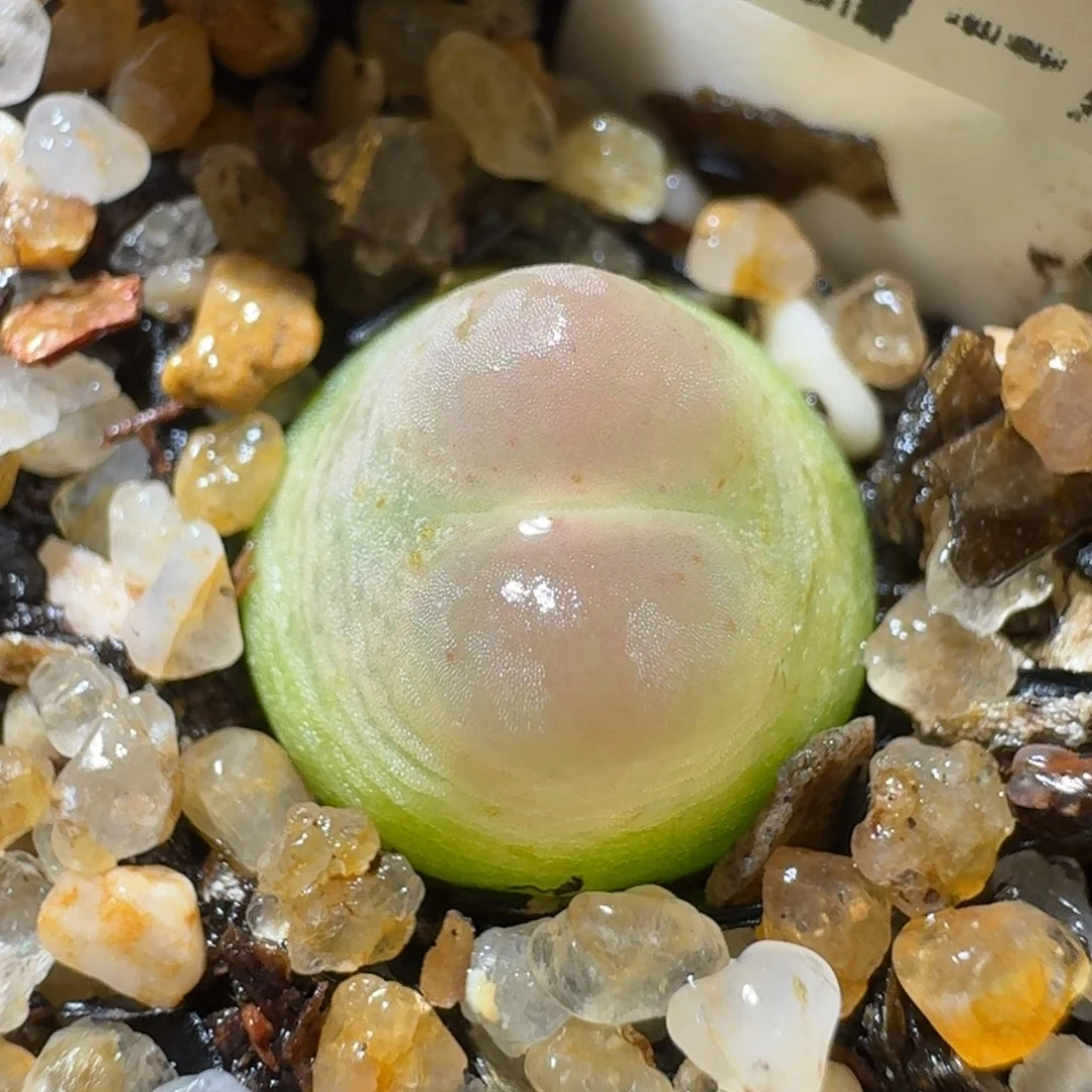 高品质生石花清清1375