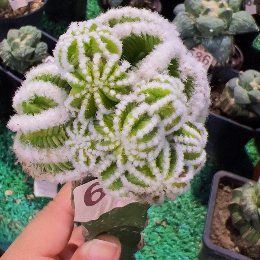 无花朵福利辛顿花笼群670