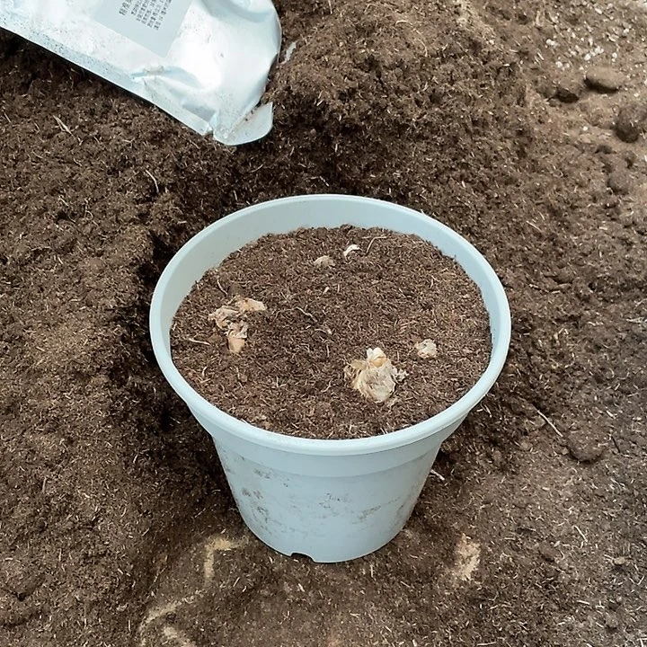 直播间朱顶红奥绿一包