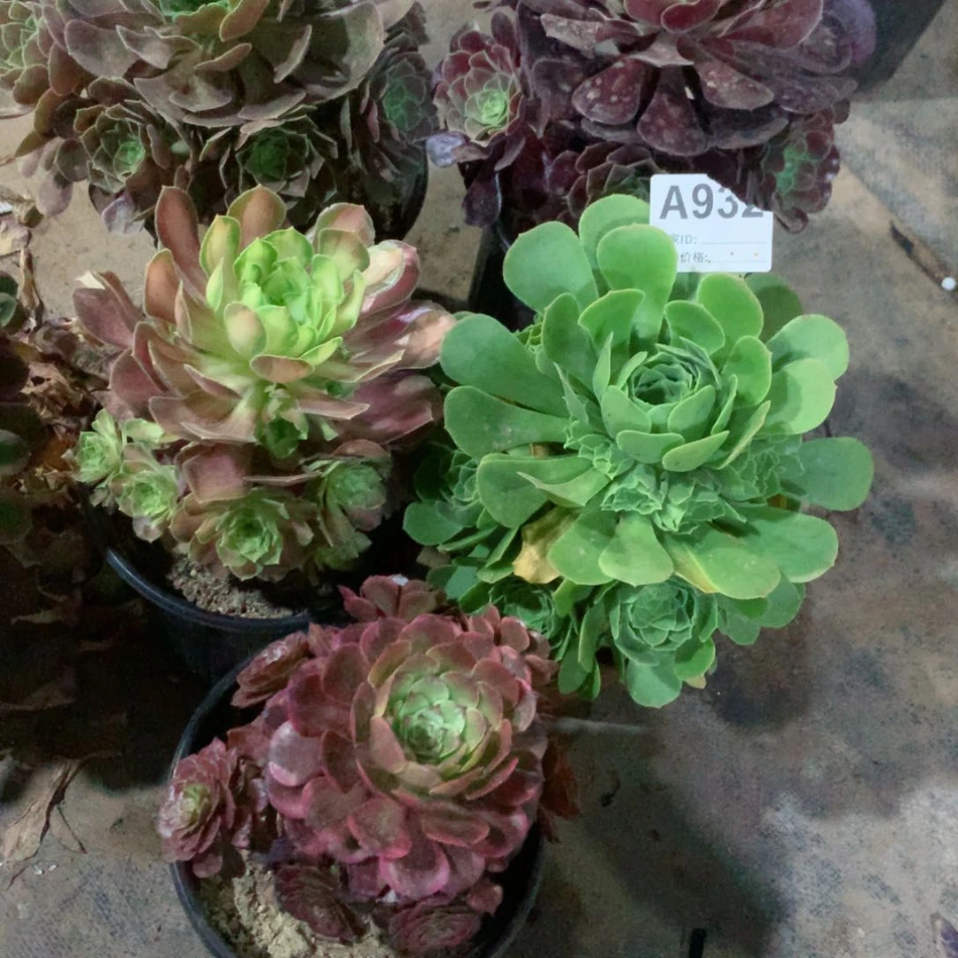 组合小法师5颗932