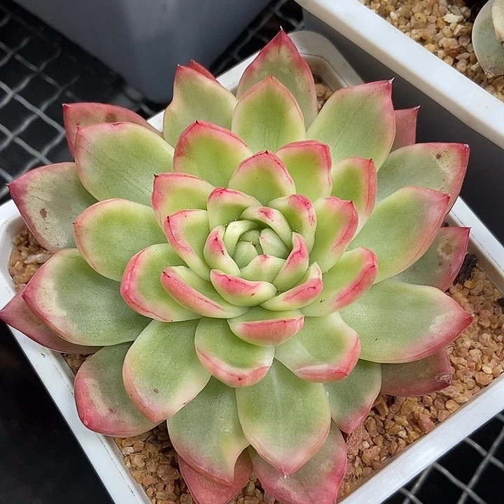 水晶珍妮锦多肉植物