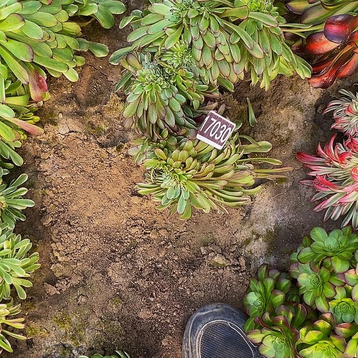 17030号紫霞缀法师