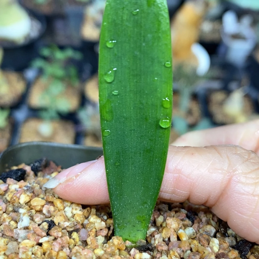 【闪购商品】鲜**嫩毛毛血莲