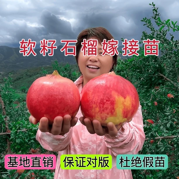 真正嫁接软籽石榴水蜜桃树苗带土发货特大特甜红石榴杏树苗石榴树