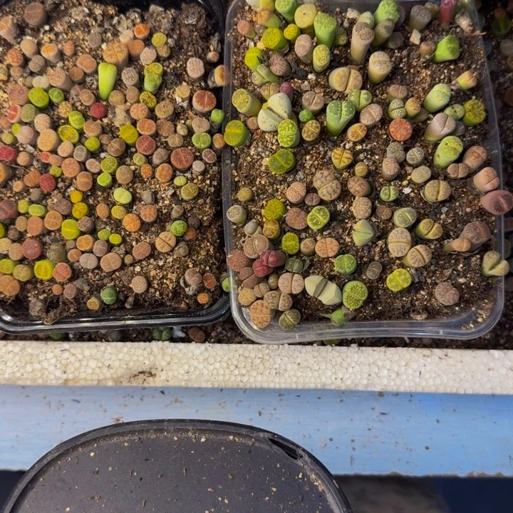 伟***弟多肉植物的生长发育163