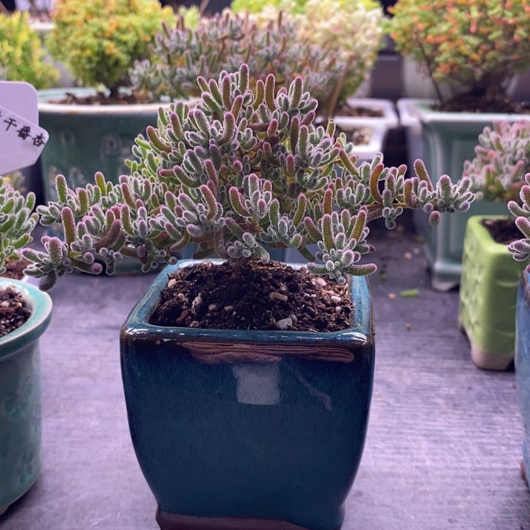 ᯠ****160冰晶带盆。