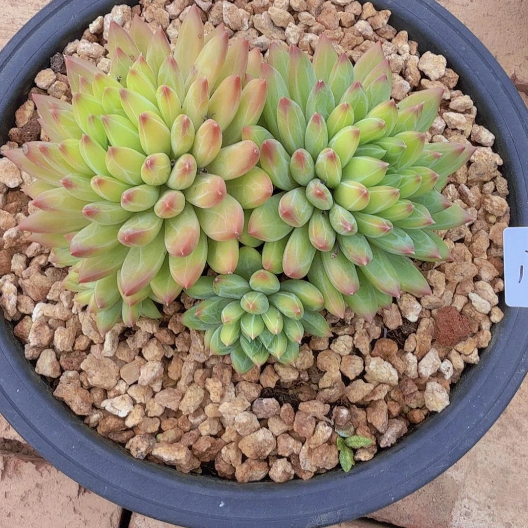 1778美人杂多肉植物