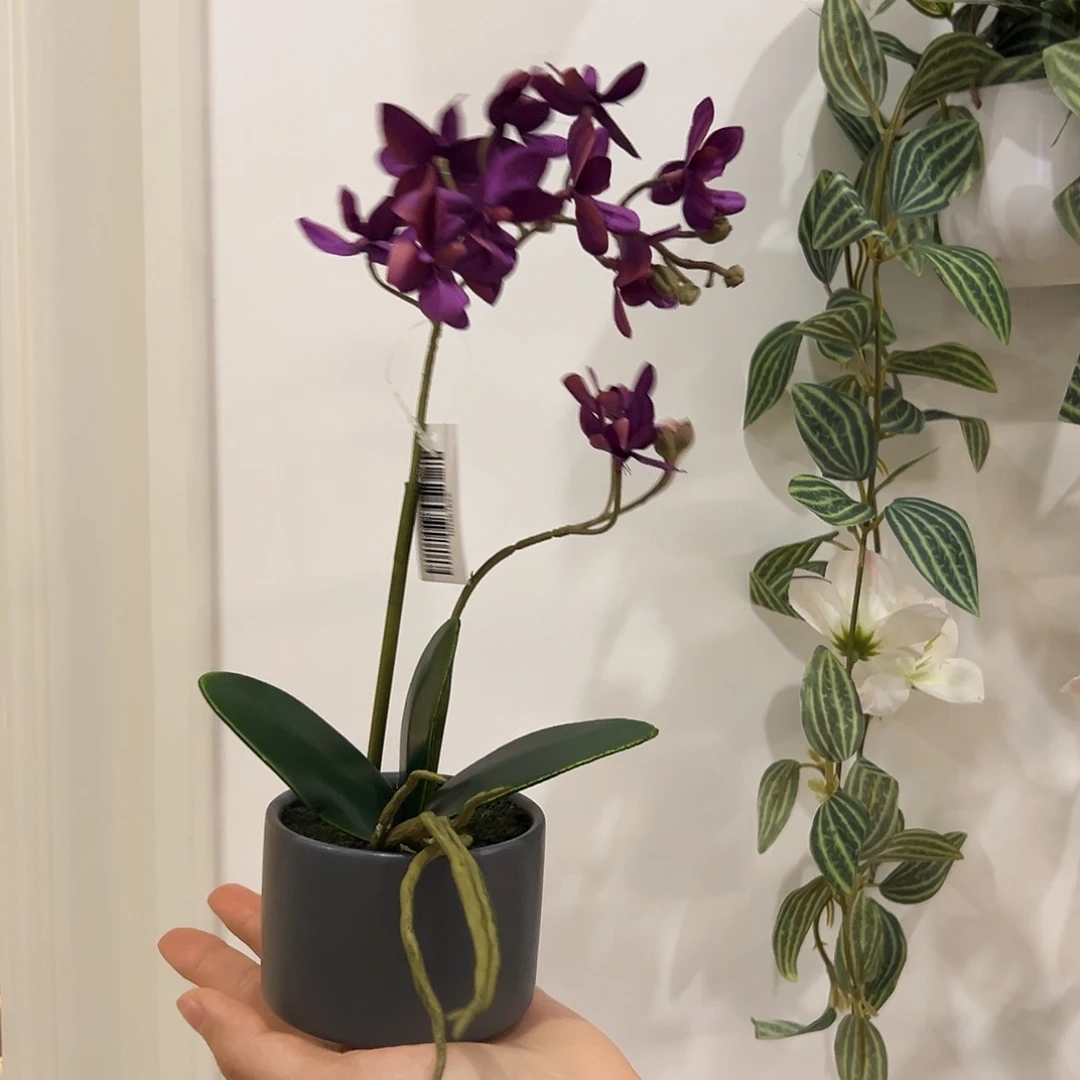 抖音直播间蝴蝶兰盆栽