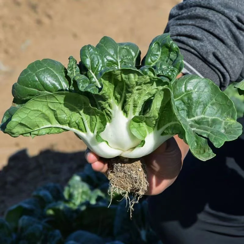 立秋播四季奶油白菜蔬菜黑叶矮脚奶白菜脆甜小白菜新鲜蔬菜