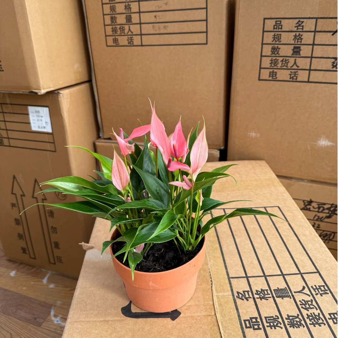 【粉掌莉莉-桌面吸水盆】4株苗140盆 粉嫩花 懒人新手好养四季开花