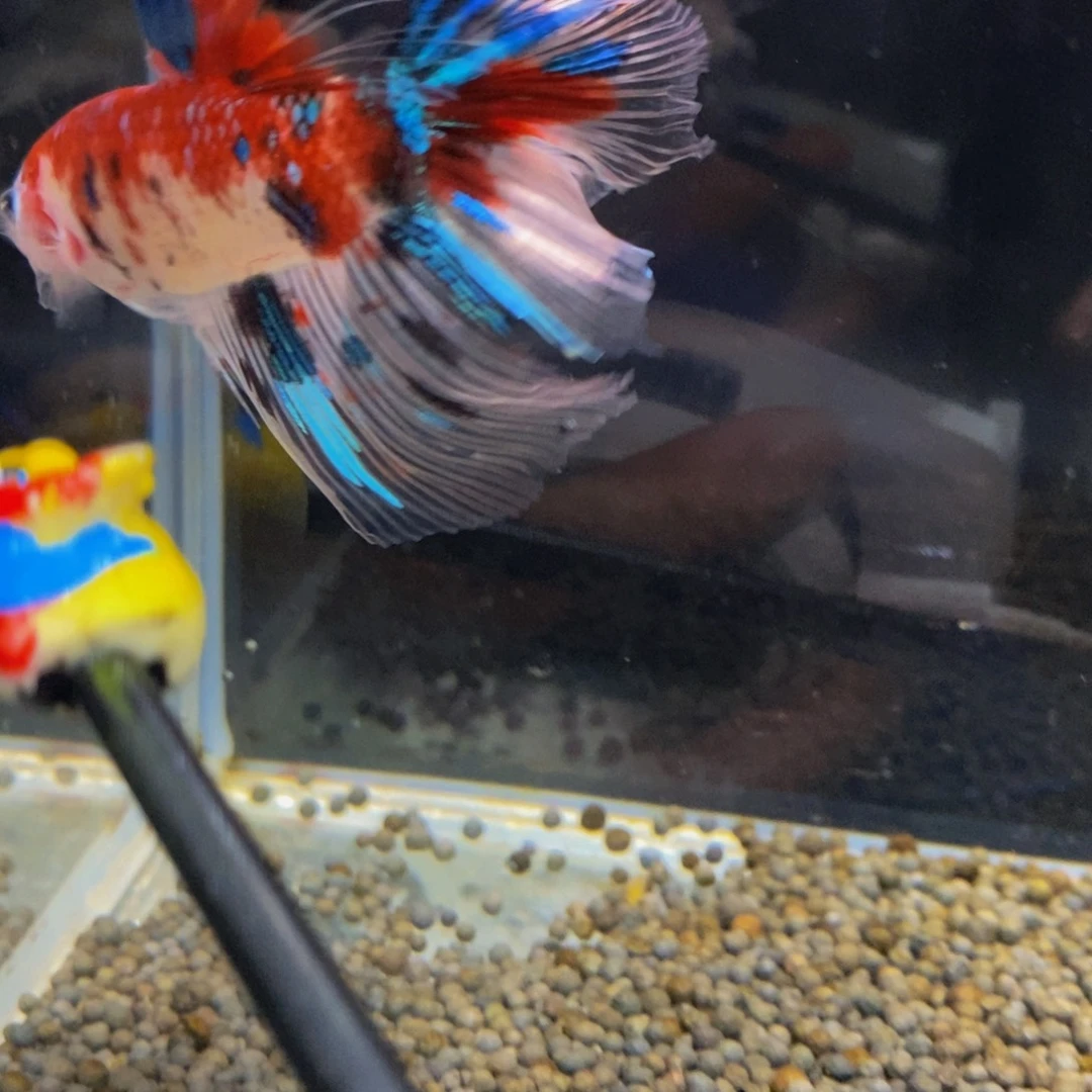 斗鱼478巨斗111111