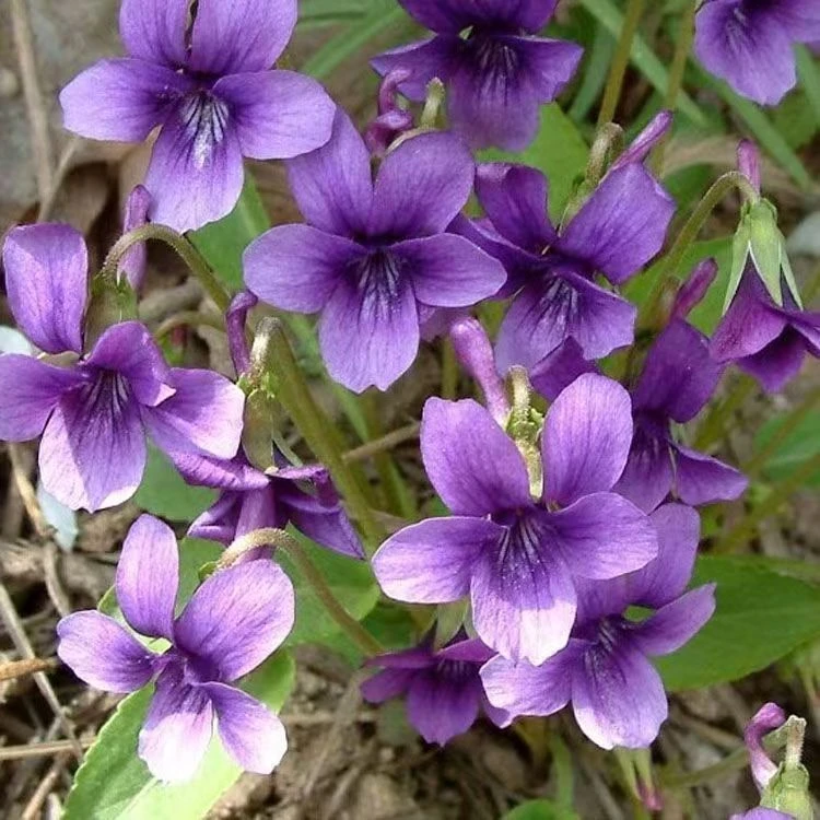 【紫花地丁种子】四季种植盆栽地栽阳台小院种植