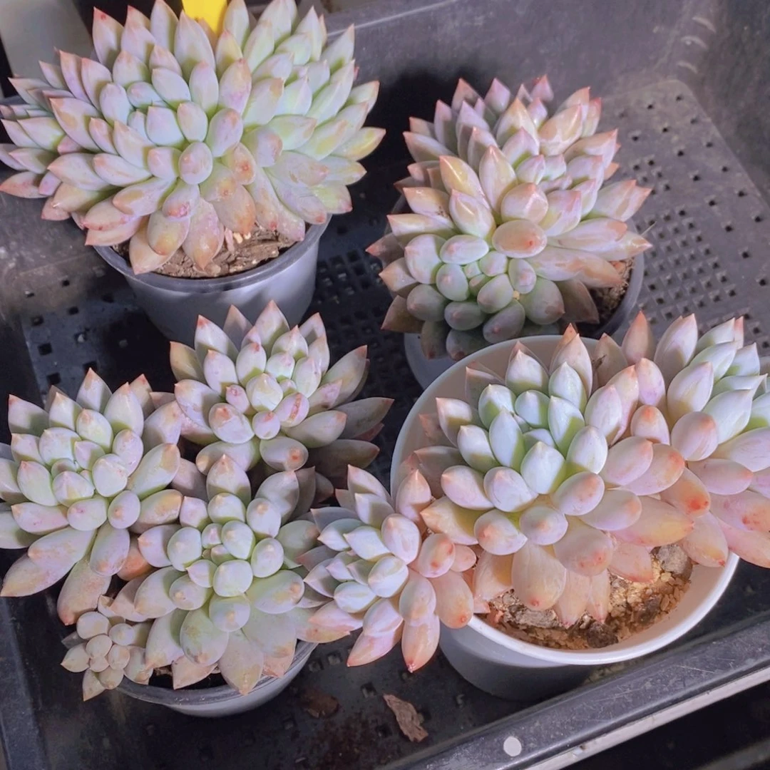 1206-8-精品母本老桩所罗门群一个