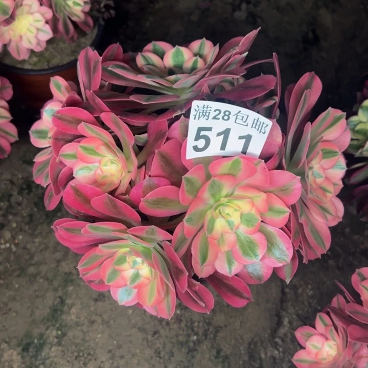 511女巫多肉植物