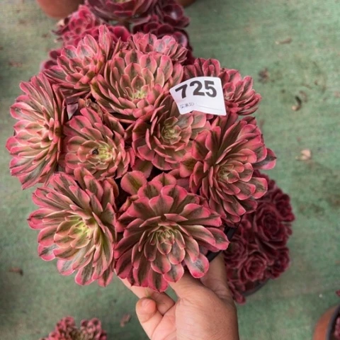 三***资725白月光朵朵多肉