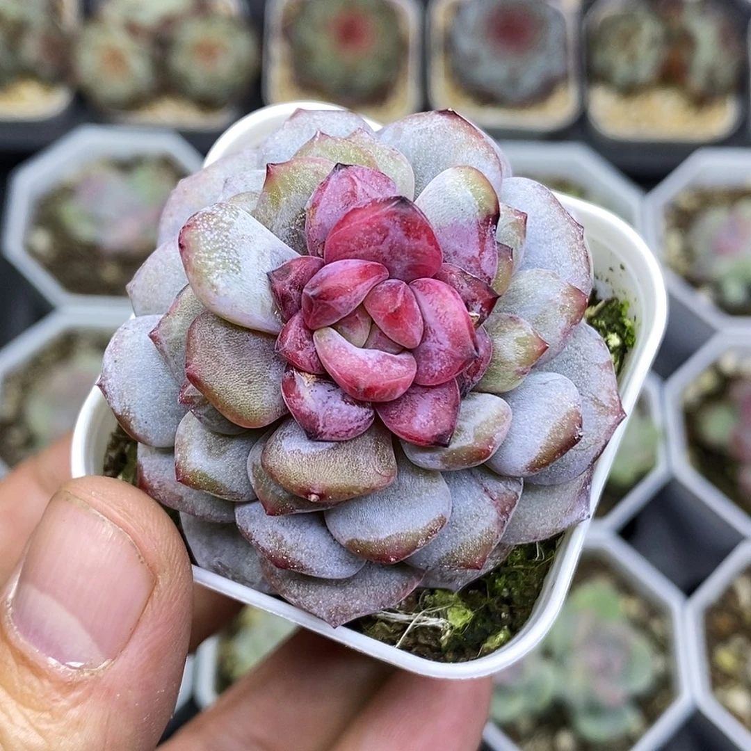 玉芙蓉石化红锦5厘米盆