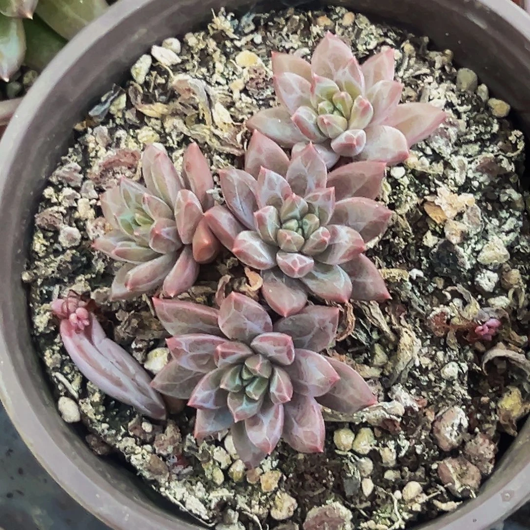 桔云多肉美人精品系列