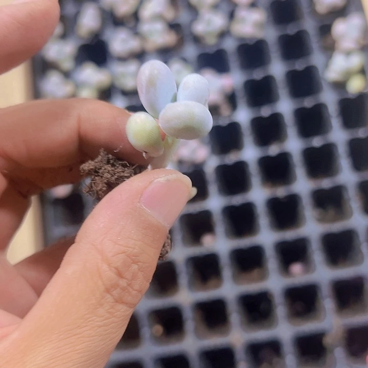 奶酪精品多肉植物大战