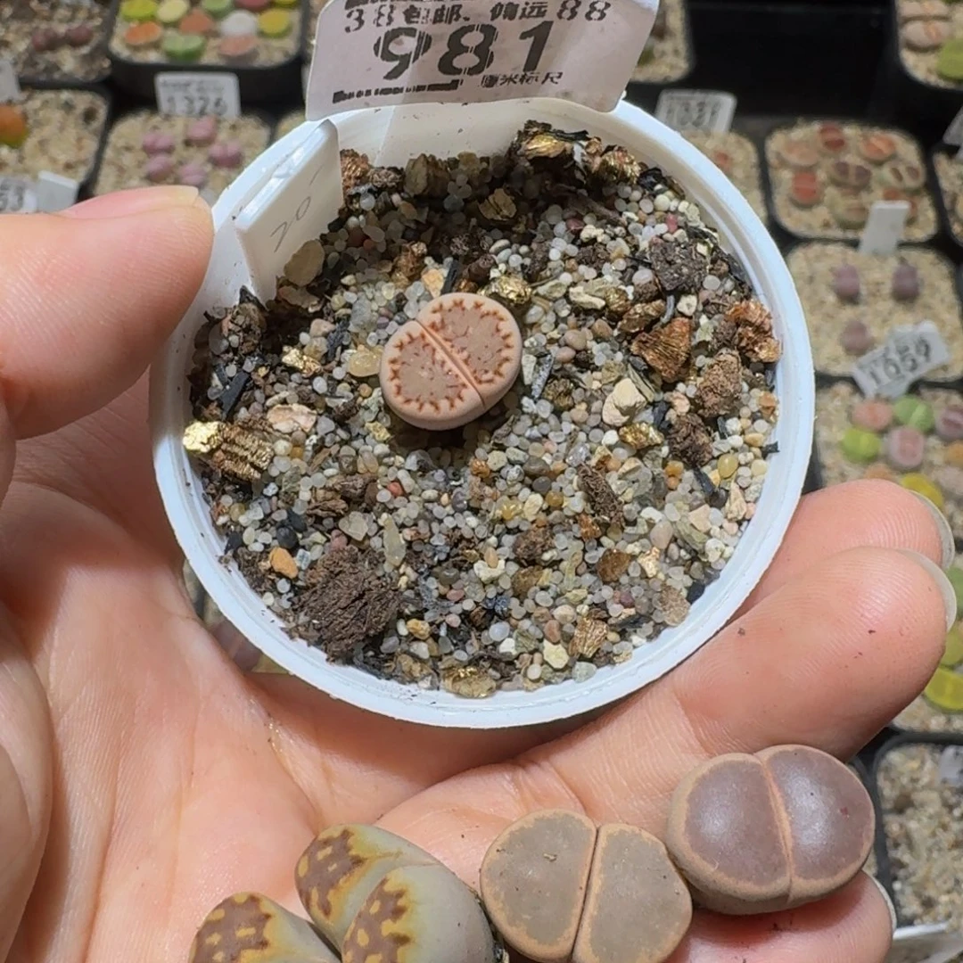 点****Sssss精品生石花981