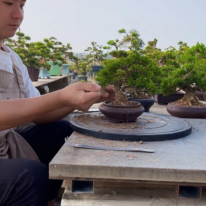 黄杨盆景四季常青不落叶花*