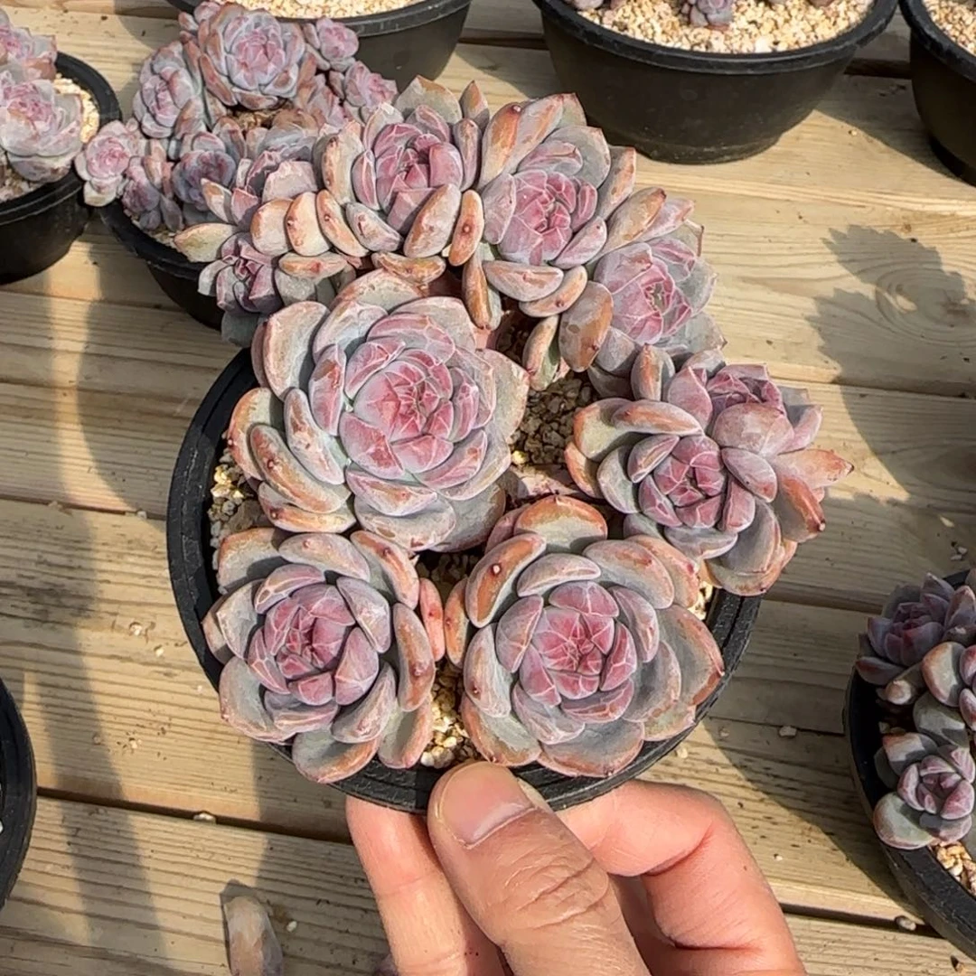 小***胖小胖突尼斯发货多肉