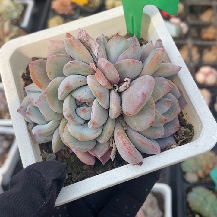 776石榴籽多肉植物保护