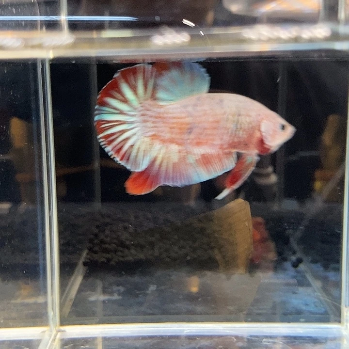 海水鱼黑113号巨否将军