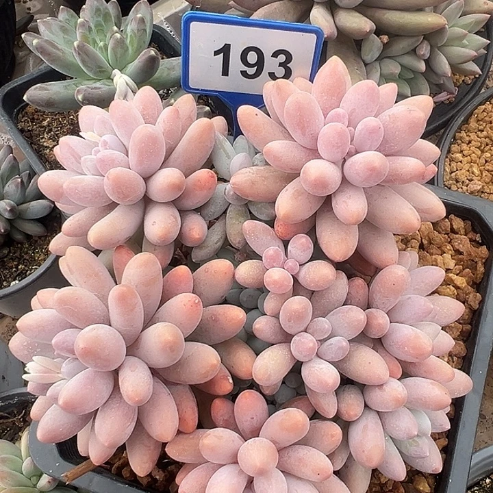 汤圆一物一拍193.