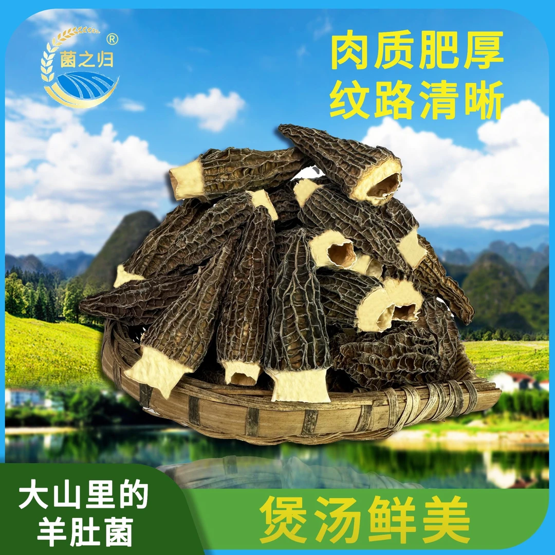 【菌之归】大山里干羊肚菌50g*1/袋5-7公分煲汤营养干货丰富