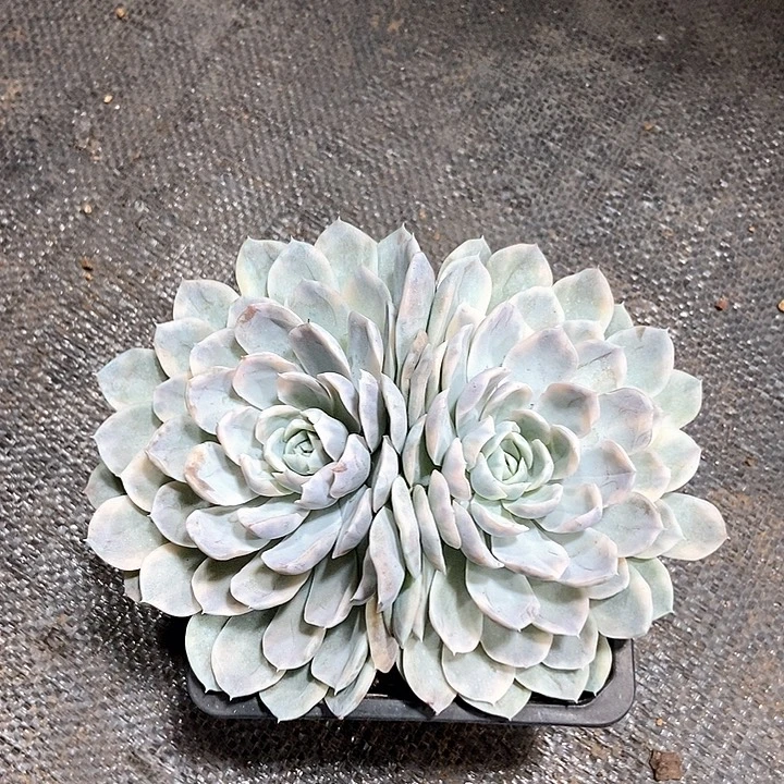 雪球锦多肉植物 偶然间