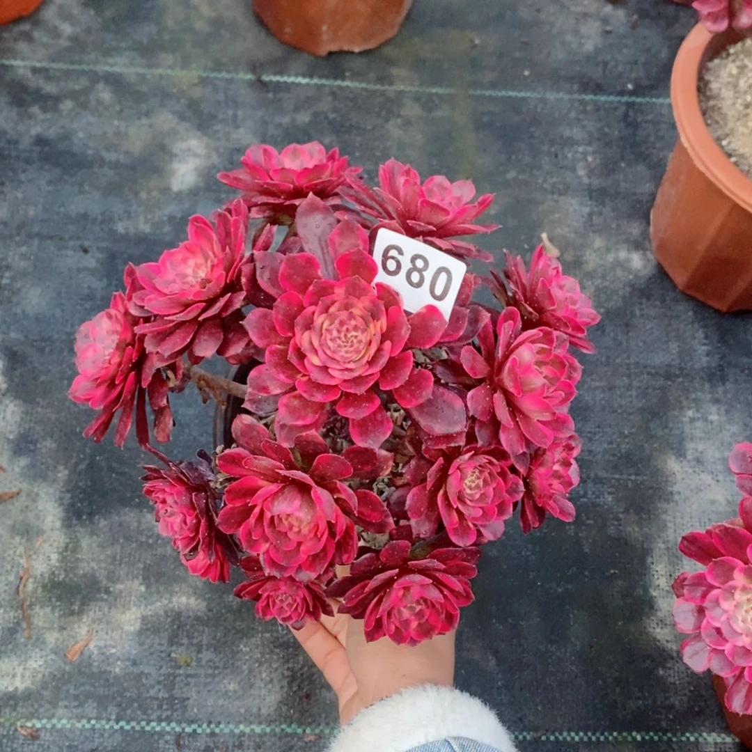 烟花680多肉1111