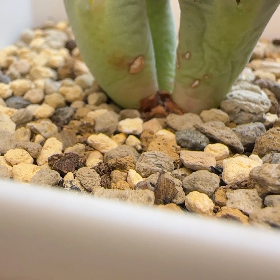 黑***李多肉植物三头牛角将一颗