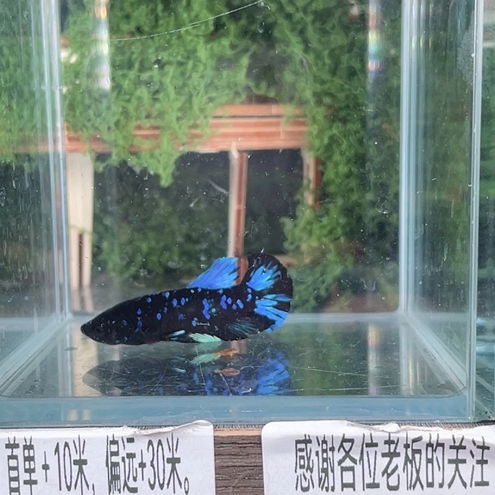 斗鱼活体不退不换谢谢